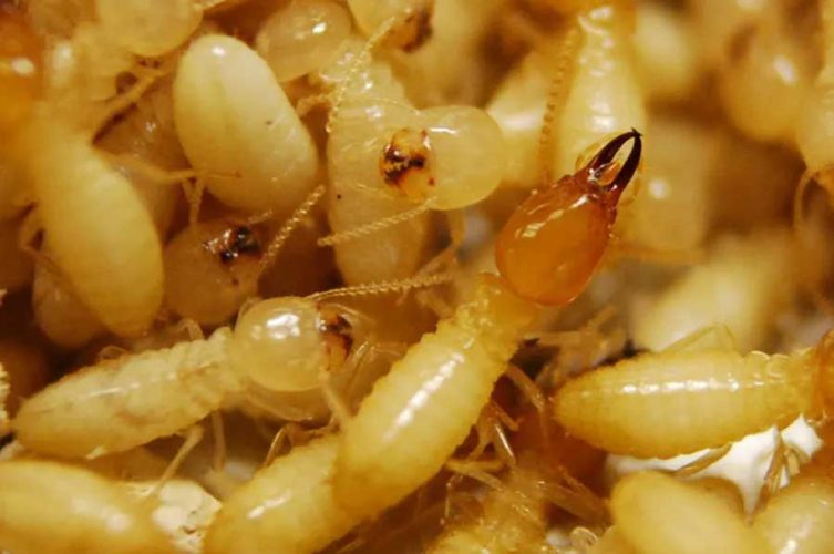 Anti-Termite control service in Odisha